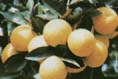 Laranja, muito importante na agricultura da regi�o de Paranava�